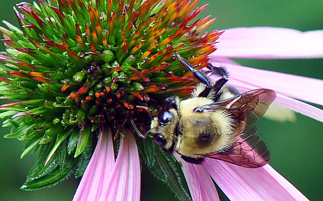 Bumble Bee London, ON