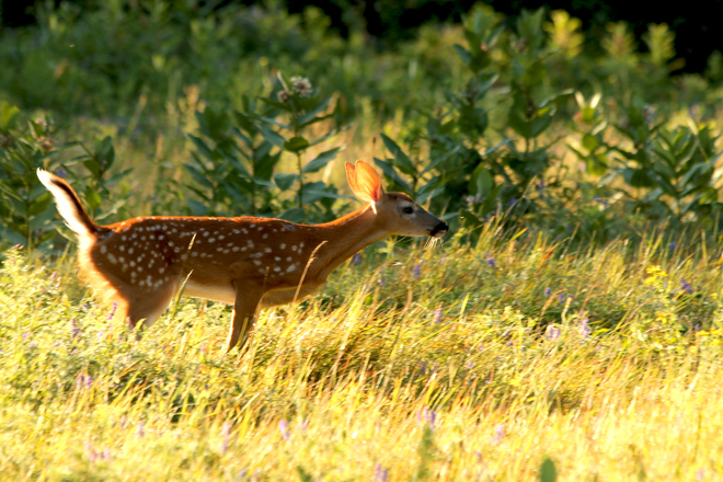 Fawn In The Early Morning Sunlight Kingston, ON