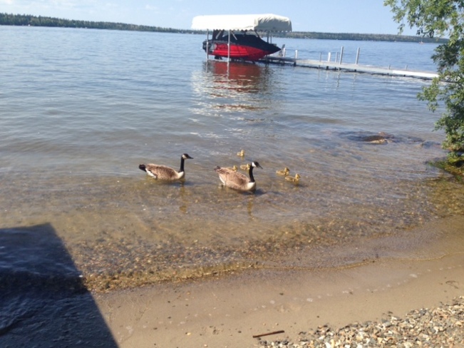 Geese at the beach Christopher Lake, SK