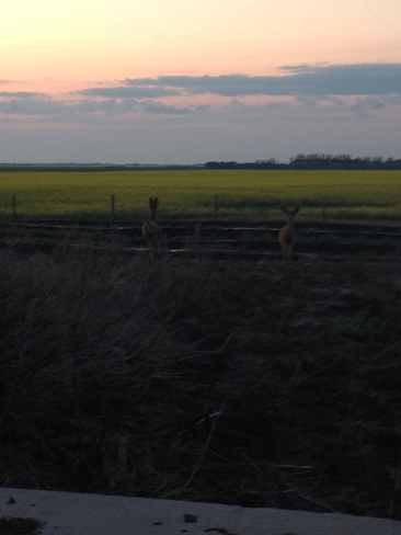 deer hobbling away Martensville, Saskatchewan Canada