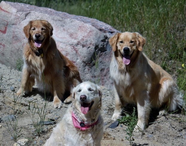 Smiling Goldens Timmins, ON