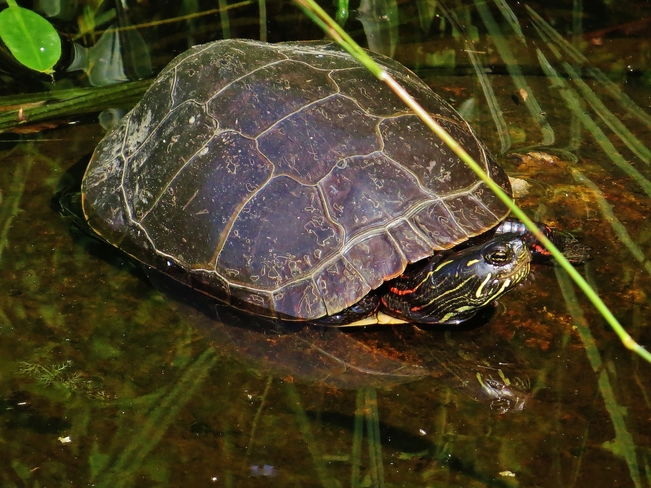 A sunning Turtle is a happy Turtle! North Bay, ON