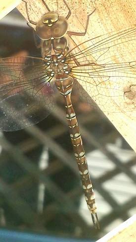 dragonfly on my balcony Thunder Bay, ON