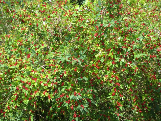 Abundance of Berries long wintr Orillia, Ontario Canada