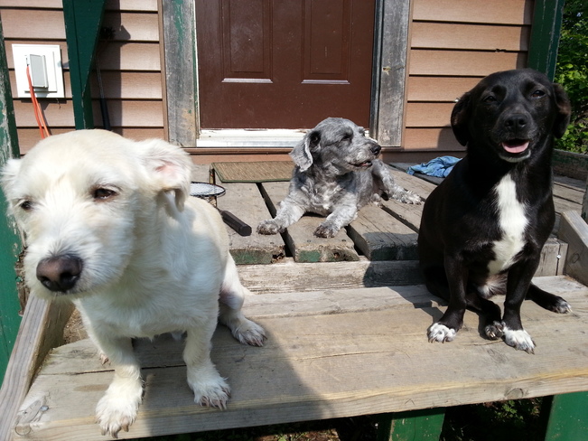 3 Hot Pups Glovertown, NL