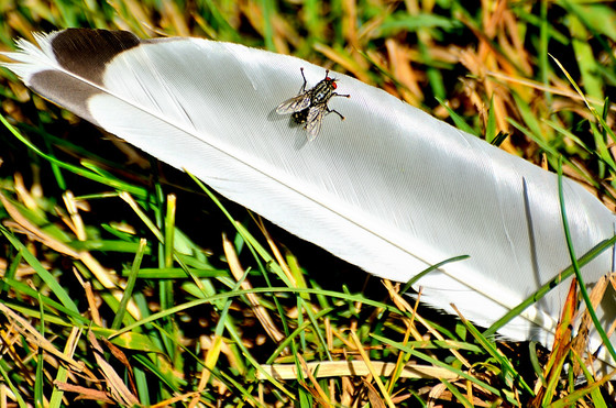   A FLY ON A FEATHER