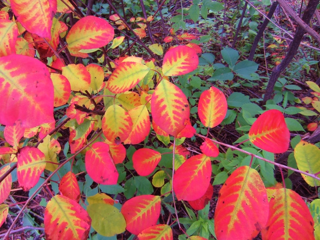 Early Fall Leaves July 27th 2014 
