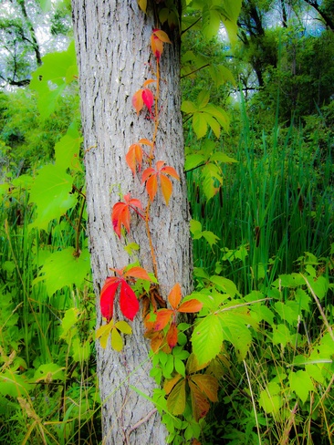 Beautiful Colors Orillia, Ontario Canada
