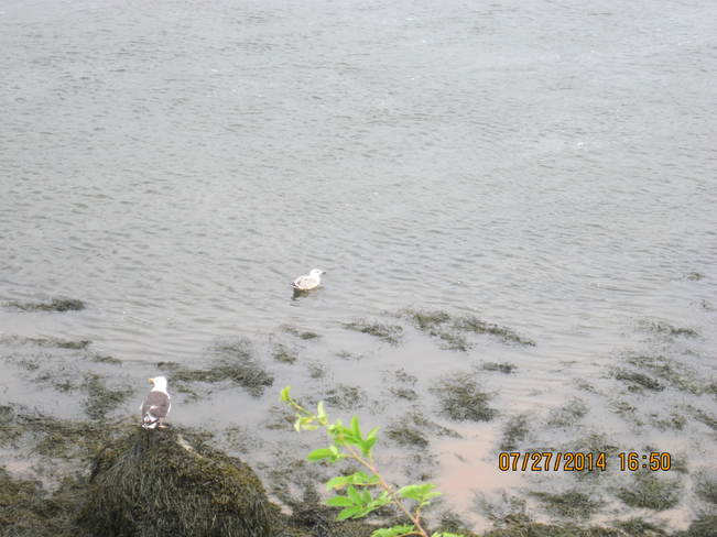 Seagulls Saint John, NB