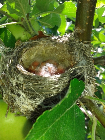 New Born Baby Birds Vernon, BC