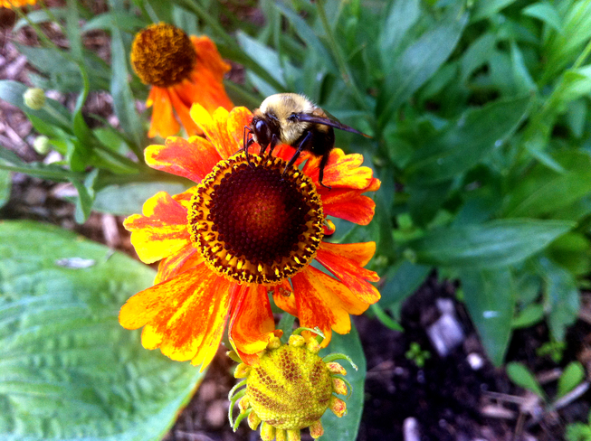 Bee on flower Parc André-Corbeil-dit-Tranchemontagne, Montreal, QC