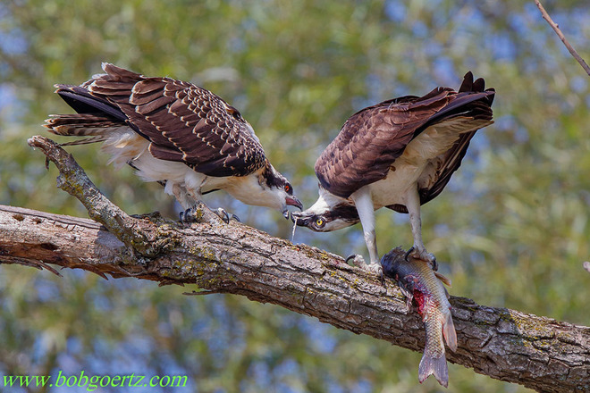 Mom Osprey feeding her youngest Kitchener, ON