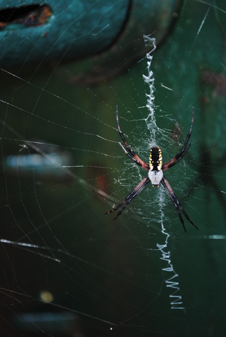 Argiope Spider (Zipper Spider) Iona, NS