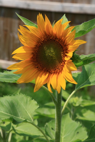Sunflower London, ON