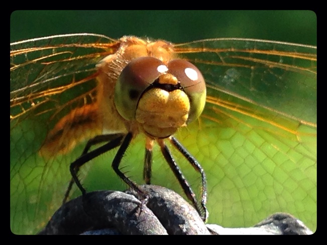 Dragonfly Close-up Mistusinne, Saskatchewan Canada