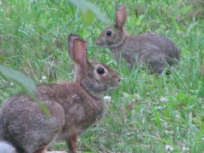 Momma with her Baby Bunny St. Catharines, Ontario Canada