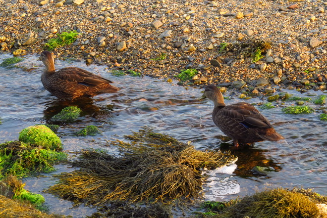 American Black Ducks "The Sisters" Schnare Cove, Chester, NS