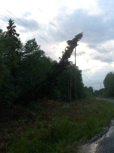 Tree fell on hydro line during storm 15000 Concession Road 10, Schomberg, ON L0G 1T0, Canada
