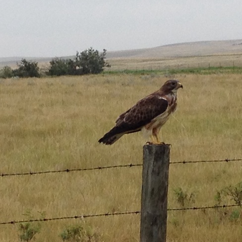 hawk in the Cypress Hills, SK Regina, Saskatchewan Canada