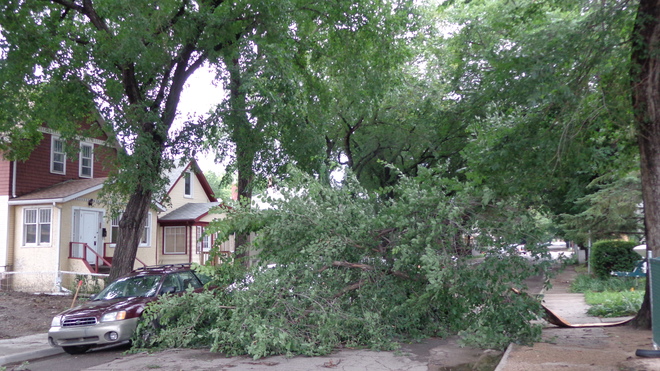 Regina's Friday Night Storm Brings Trees Crashing Down Regina, SK