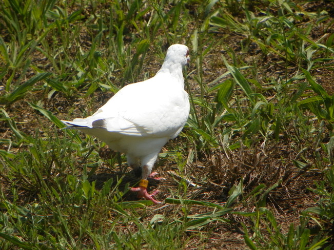 Albino visitor 983 French Bay Road, Sauble Beach, ON