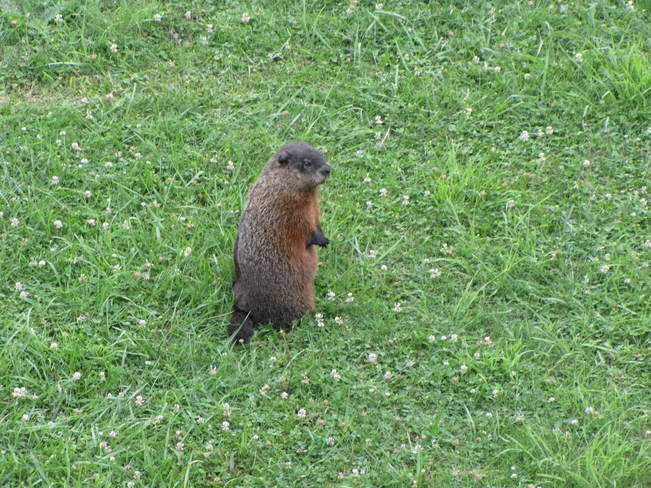 Groundhog out enjoying a grass snack, Fort York, Toronto, Ontario Fort York, Toronto, ON