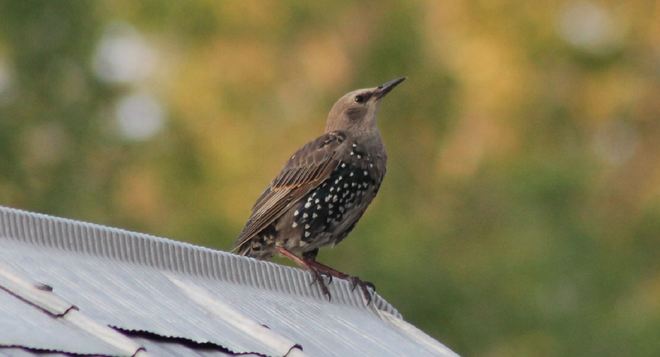 What kind of Bird is this? Aylmer, ON