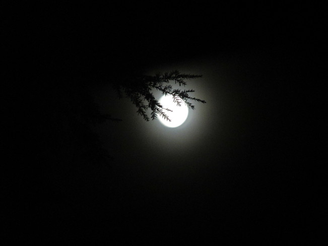 moon shine Surrey, BC