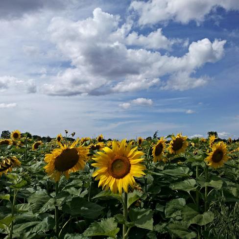 Sunflower Field Barrie, ON