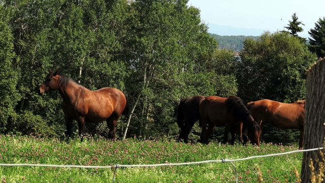 HORSES AND GOATS...BEST BUDDIES Baybreeze Drive, Dalhousie, NB E8C 1E4, Canada