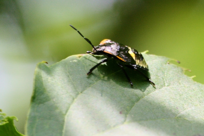 Bugs.. Scarborough, Toronto, ON
