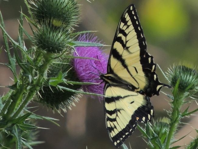 Tiger Swallowtail Mountsberg Conservation Area, Milburough Line, Hamilton, ON