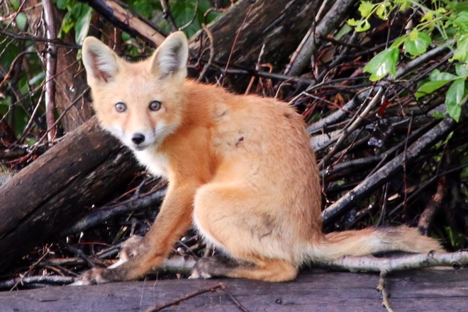 Little fox Fosston,sk