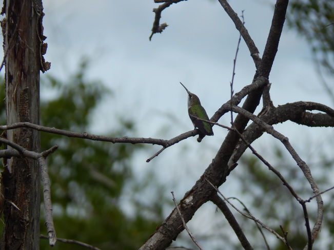 humming bird. Maltais, NB
