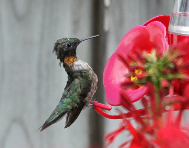 Young male rubythroat hummingbird 