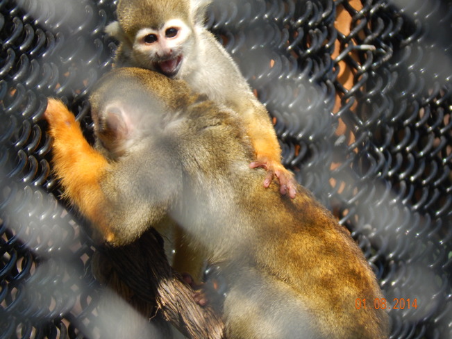 squirrel monkey Moncton, NB