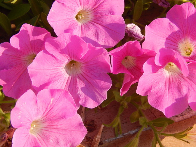 Pink Flowers Dalhousie, NB
