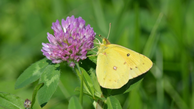 Sulphurs Butterfly! St. Catharines, ON