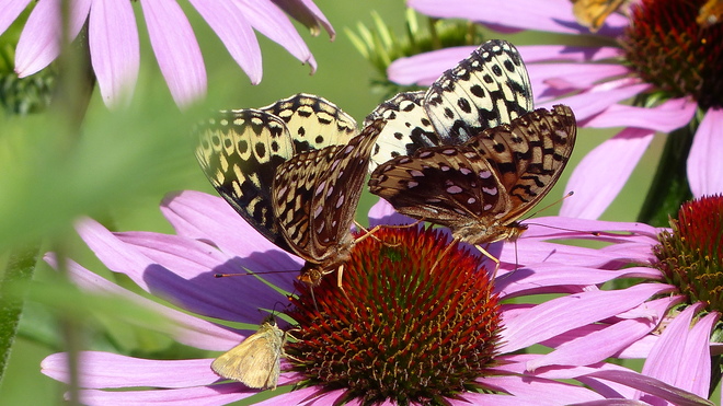 Butterfly's dancing on cone flowers Grand Forks, BC