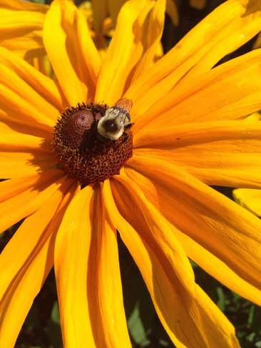 Bee on Sunflower Lachine, Quebec Canada