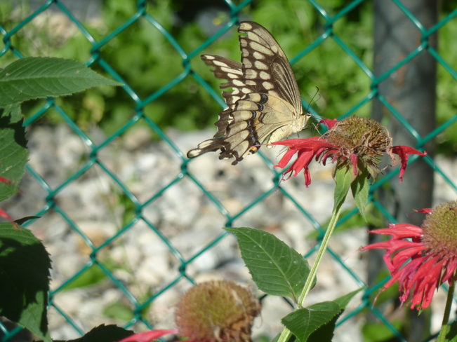 Swallowtail Kingston, ON