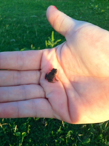 tiny frog Preston Lake, Ontario Canada