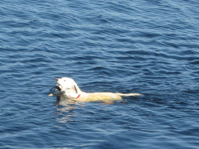 Dog Swimming In Mawn Lake Thunder Bay, ON