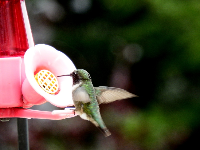 Hummingbirds Corbeil, ON