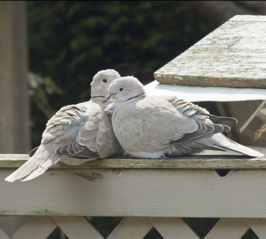 Doves on sundeck railing Nanaimo, BC
