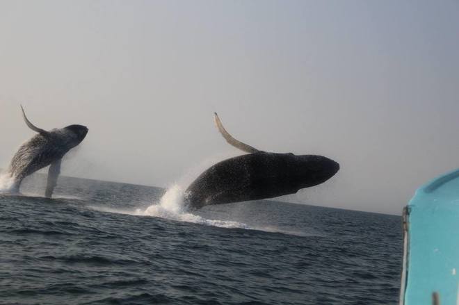 Humpback whales double breech Freeport, Nova Scotia