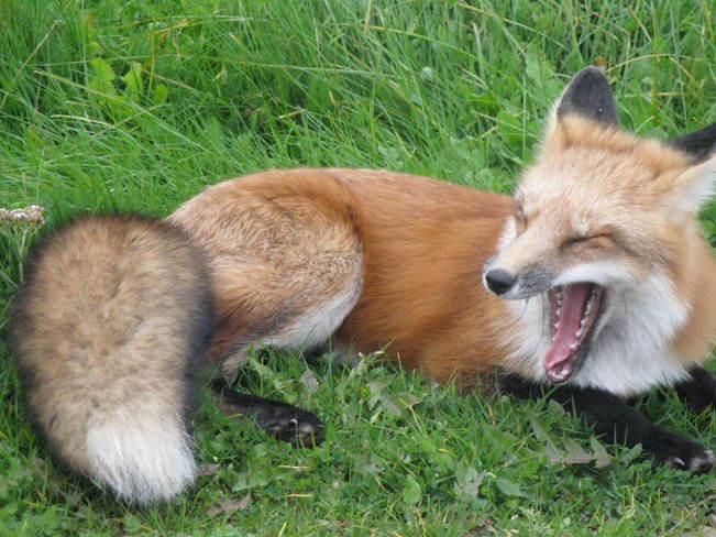 Red fox Prince Edward Island Canada