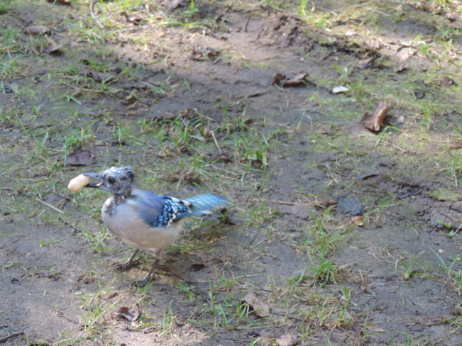 Blue Jays like nuts? Bon Echo Provincial Park, County Road 41, Cloyne, ON