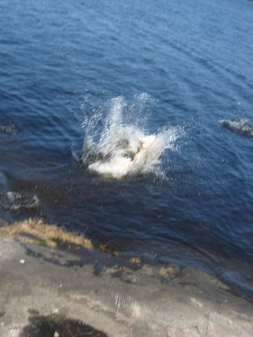 Saide Makes A Splash When Jumping Intoi Mawn Lake Thunder Bay, ON