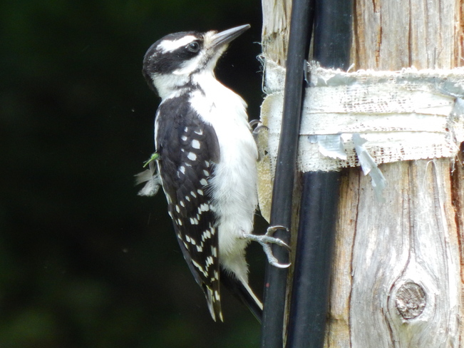 Downey woodpecker CH De La Culbute, Chapeau, QC J0X 1M0, Canada